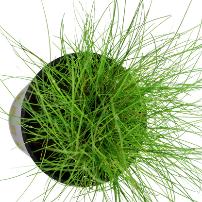 Tropica Eleocharis parvula – Topfpflanze