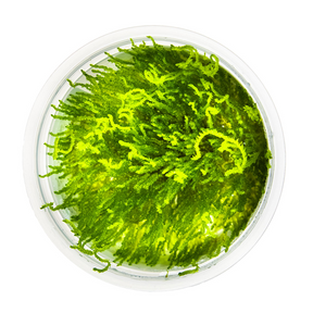 Tropica Taxiphyllum sp. ’Flame Moss’ InVitro