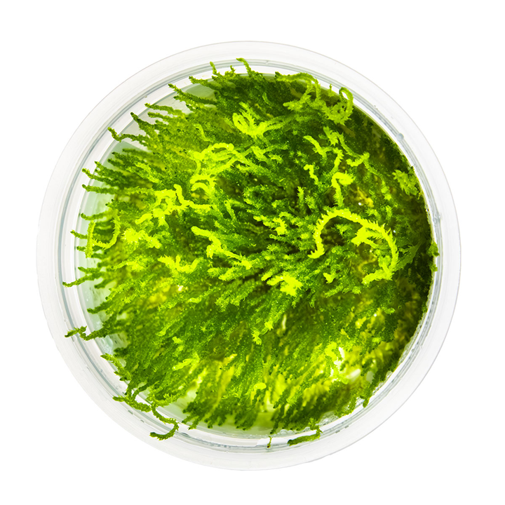 Tropica Taxiphyllum sp. ’Flame Moss’ InVitro