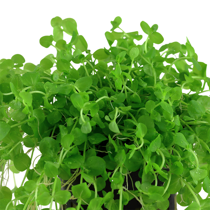 Tropica Micranthemum umbrosum – Plante en pot