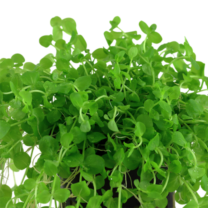 Tropica Micranthemum umbrosum – Plante en pot