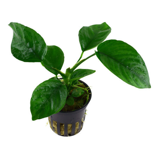 Tropica Anubias barteri caladiifolia im Topf