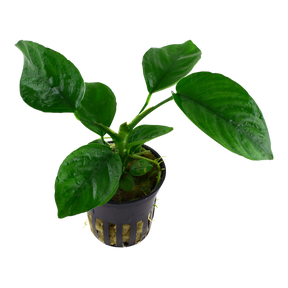 Tropica Anubias barteri caladiifolia im Topf