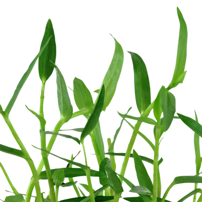 Tropica Murdannia keisak – Topfpflanze