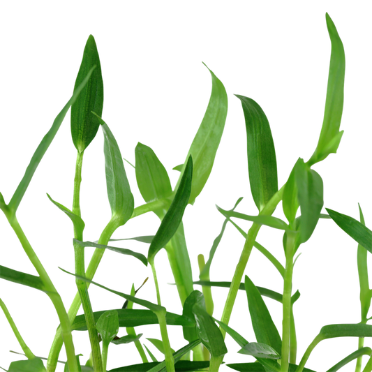 Tropica Murdannia keisak – Topfpflanze