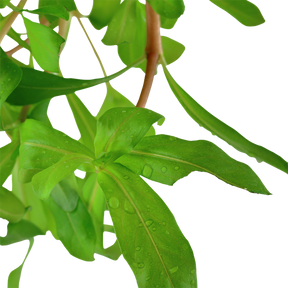 Tropica Ammannia crassicaulis im Topf