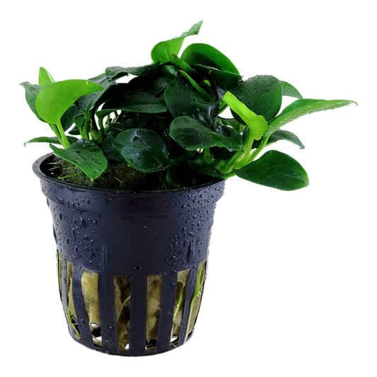 Tropica Anubias barteri 'Petite' – Topfpflanze