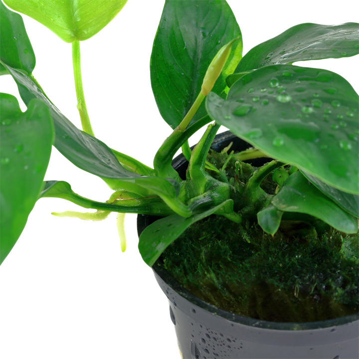 Tropica Anubias barteri var. nana im Topf