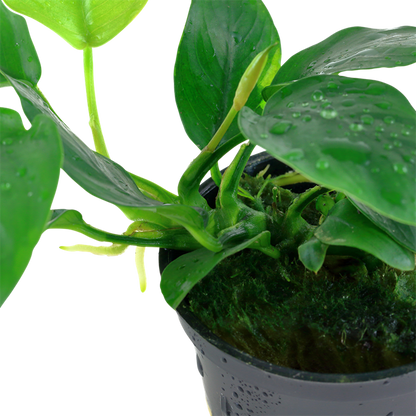 Tropica Anubias barteri var. nana im Topf