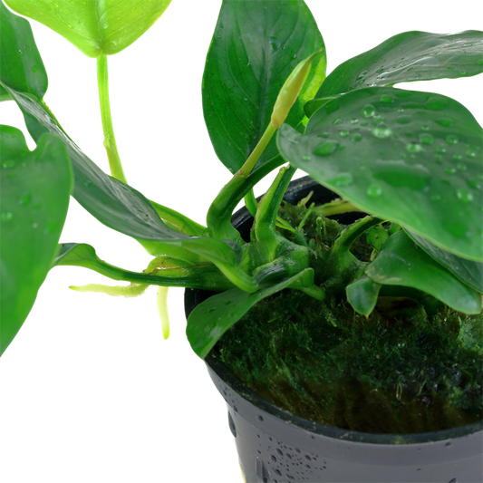 Tropica Anubias barteri var. nana im Topf