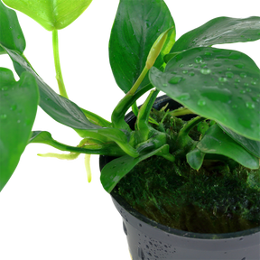 Tropica Anubias barteri var. nana im Topf