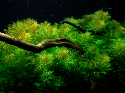 Tropica Myriophyllum mattogrossense – Topfpflanze