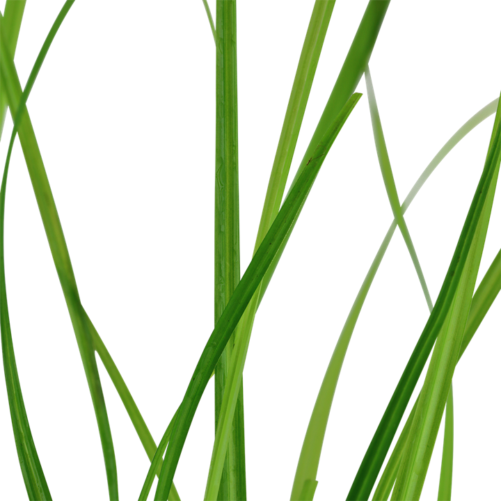 Tropica Cyperus helferi im Topf