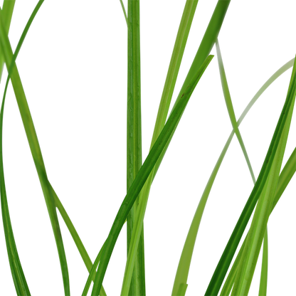 Tropica Cyperus helferi im Topf