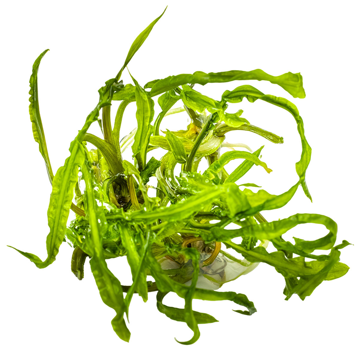 Tropica In Vitro Cryptocoryne crispatula