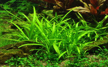 Tropica Sagittaria subulata – Topfpflanze