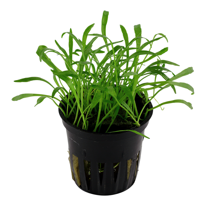Tropica Lilaeopsis brasiliensis – Topfpflanze