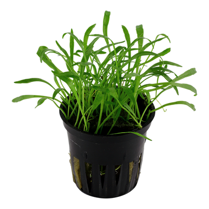 Tropica Lilaeopsis brasiliensis – Topfpflanze