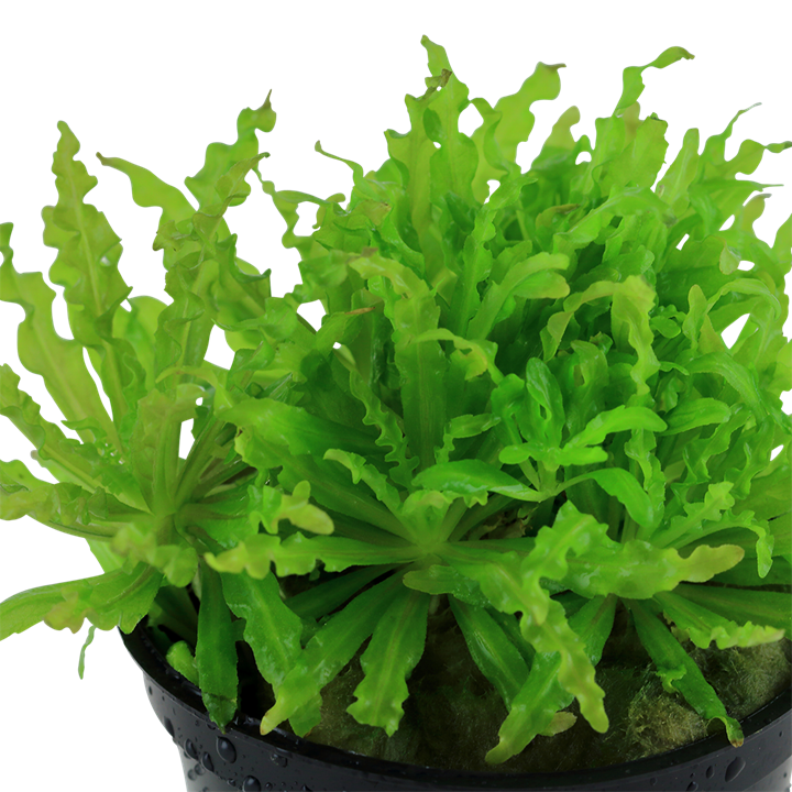 Tropica Pogostemon helferi – Topfpflanze