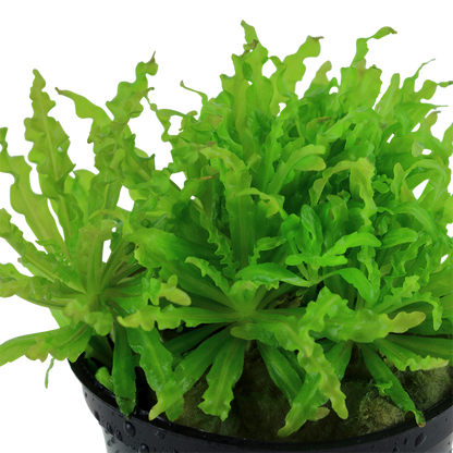 Tropica Pogostemon helferi – Topfpflanze