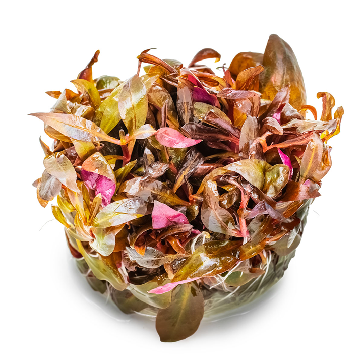 Tropica In Vitro Alternanthera reineckii 'Mini'