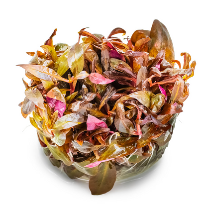 Tropica In Vitro Alternanthera reineckii 'Mini'