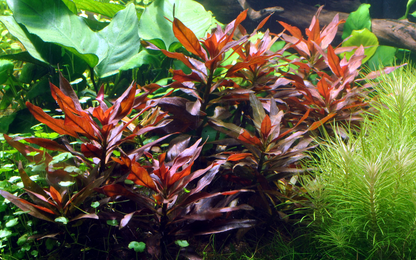 Tropica Ludwigia glandulosa – Topfpflanze