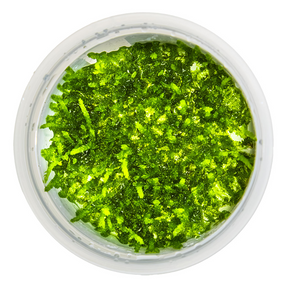 Tropica Vesicularia ferriei 'Weeping Moss' InVitro