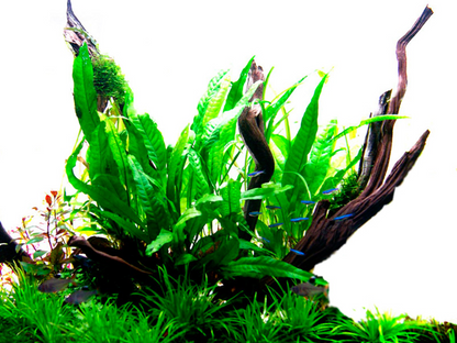 Tropica Microsorum pteropus – Topfpflanze