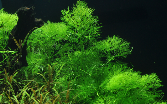Tropica Limnophila aquatica – 1-2-Grow! In Vitro