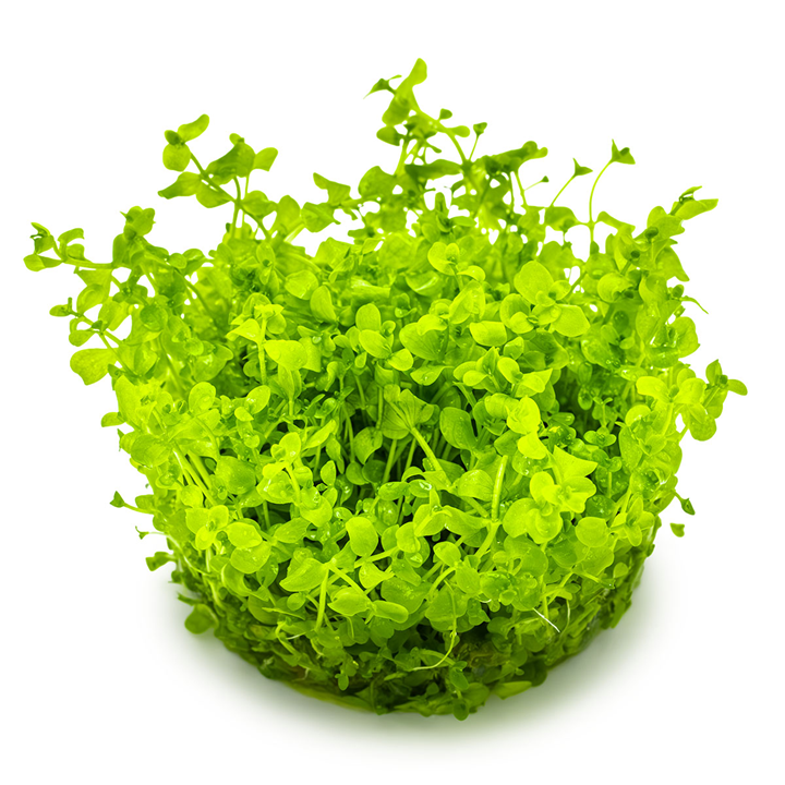 Tropica Micranthemum tweediei 'Monte Carlo' – 1-2-Grow! In Vitro