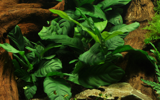 Tropica Anubias barteri var. 'Coffeifolia' – Potplant
