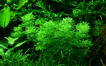 Tropica Limnophila sessiliflora – Topfpflanze