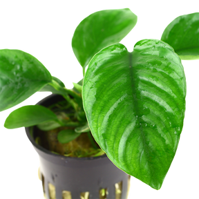 Tropica Anubias barteri caladiifolia im Topf