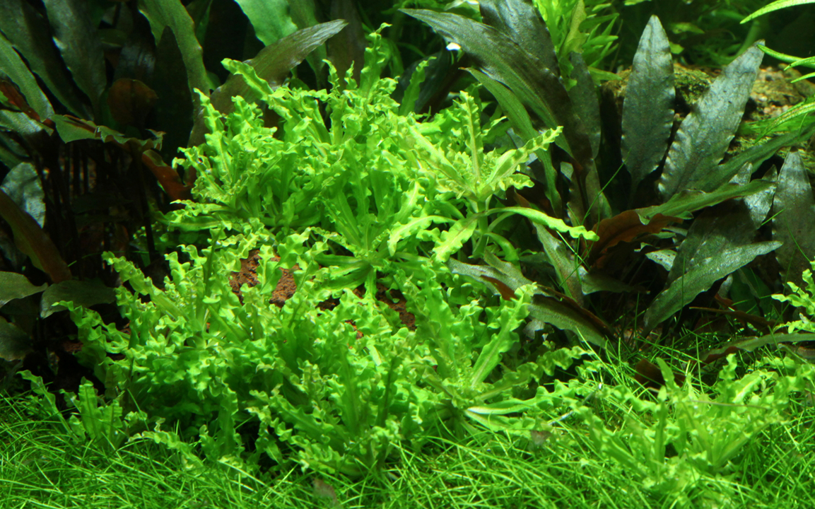 Tropica Pogostemon helferi – Topfpflanze