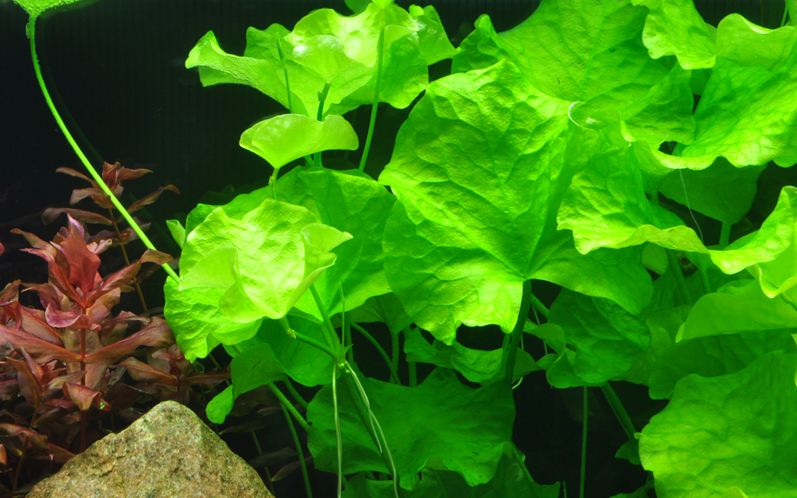 Tropica Nymphoides hydrophylla 'Taiwan' – Topfpflanze