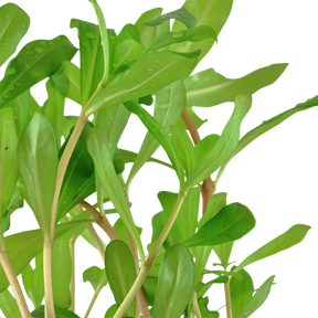 Tropica Ammannia crassicaulis im Topf