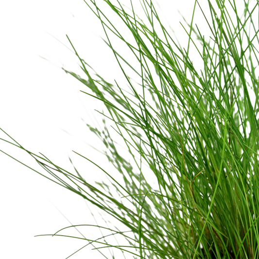 Tropica Eleocharis parvula – Potplant