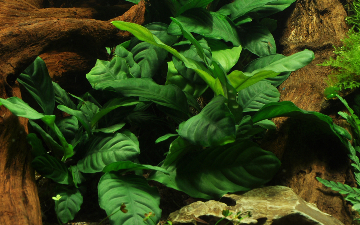 Tropica Anubias barteri var. coffeifolia im Topf