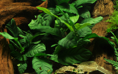 Tropica Anubias barteri var. coffeifolia im Topf