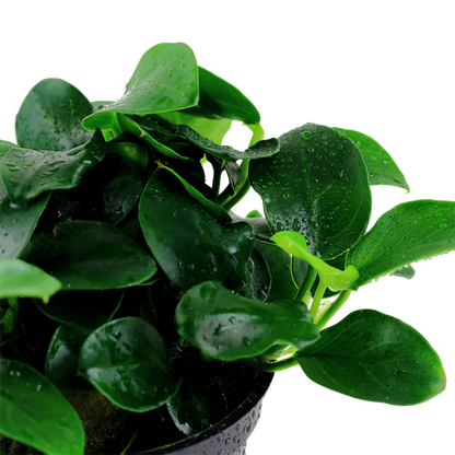 Tropica Anubias barteri 'Petite' – Topfpflanze