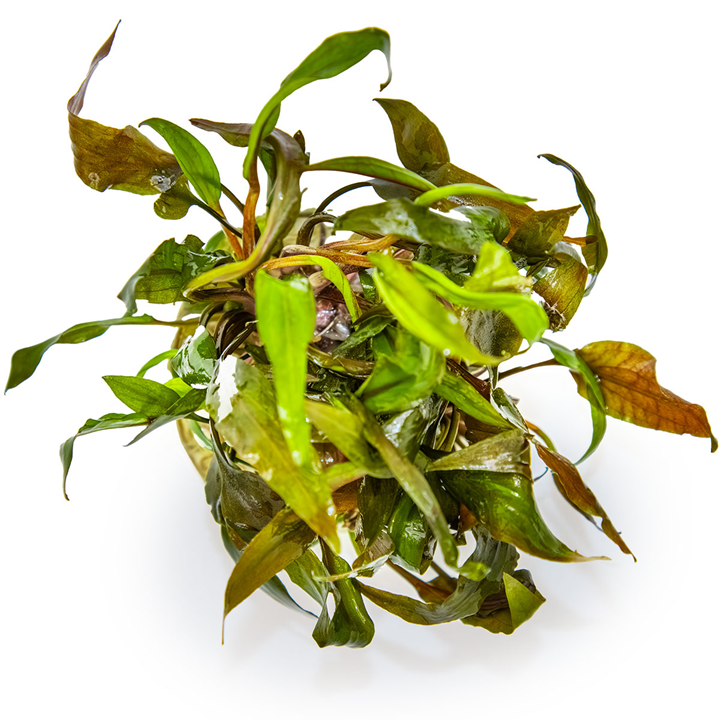 Tropica In Vitro Cryptocoryne undulata 'Broad Leaf'