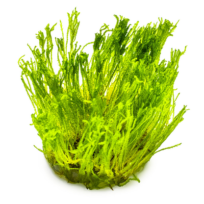Tropica Taxiphyllum alternans 'Taiwan Moss' In Vitro