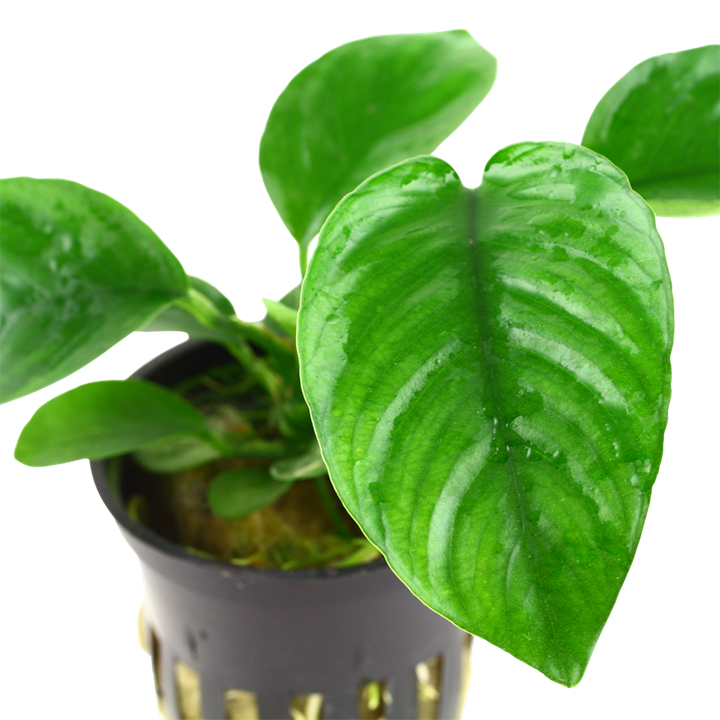 Tropica Anubias barteri caladiifolia im Topf
