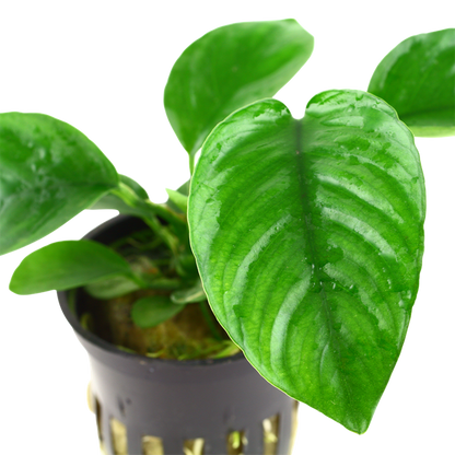 Tropica Anubias barteri caladiifolia im Topf