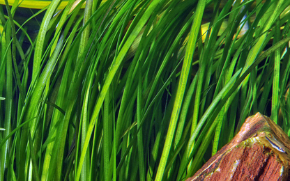 Tropica Vallisneria spiralis 'Tiger' im Topf