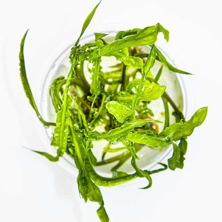 Tropica In Vitro Cryptocoryne crispatula