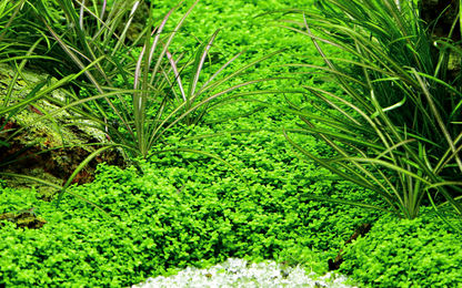 Tropica Micranthemum callitrichoides ´Cuba´ – Topfpflanze