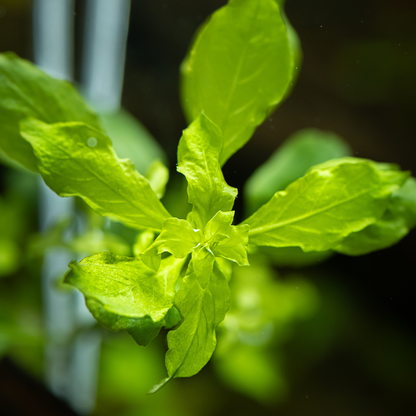 Tropica Ludwigia palustris 'Green' – Plante en pot