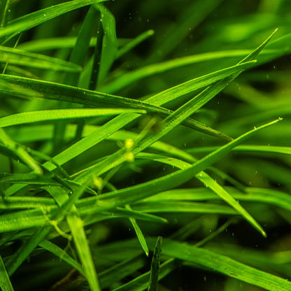 Tropica Eriocaulon sp. 'Vietnam' im Topf